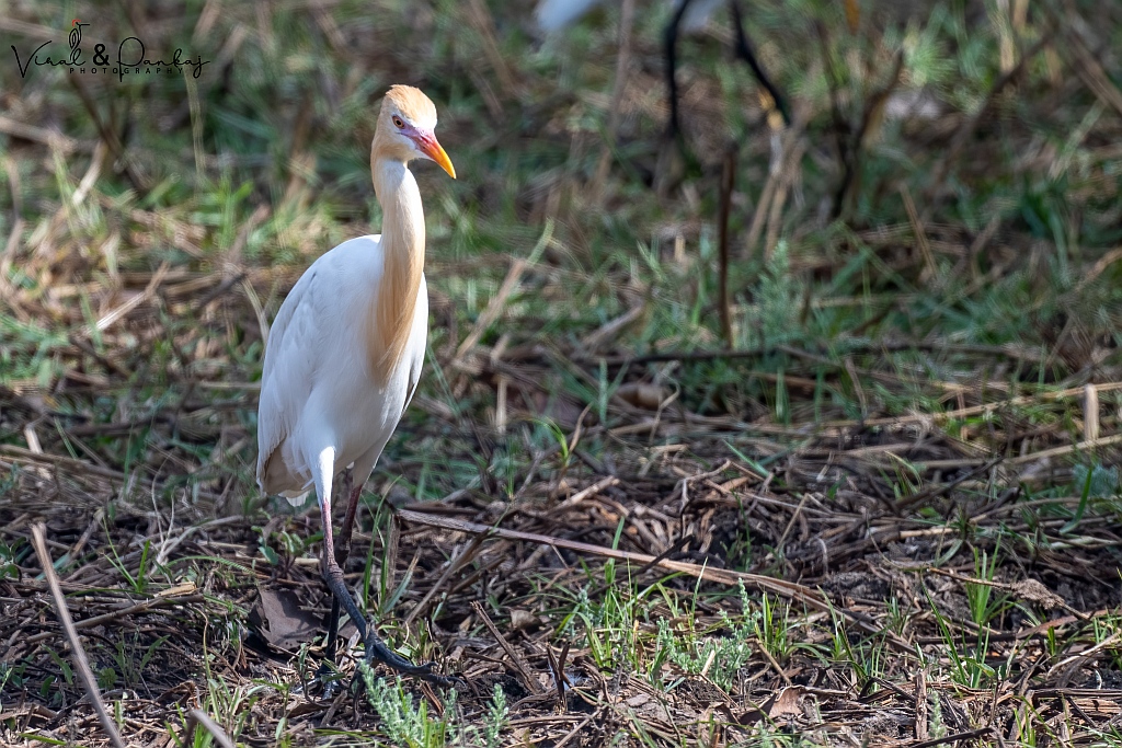 Cattle Egret